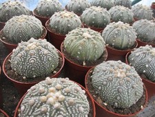 Astrophytum asterias very - astrophytum, x