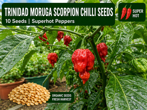 Trinidad moruga scorpion - moruga,