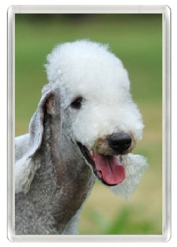 Bedlington terrier dog fridge - bedlington,
