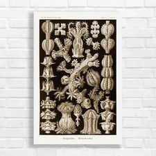 Vintage Botanical Gorgonidae