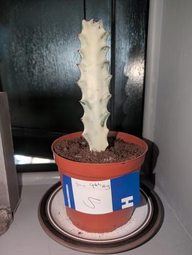 Euphorbia lactea white ghost - euphorbia,