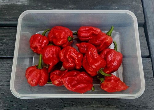 Fresh picked red trinidad - fresh,