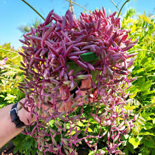 Ruby Necklace "Othonna