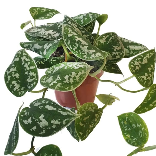 Satin pothos scindapsus - satin,