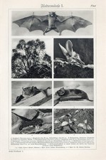 1920s PHILIPPINE GRAY FLYING FOX BROWN LONG-EARED BAT Antique Mezzotint Print