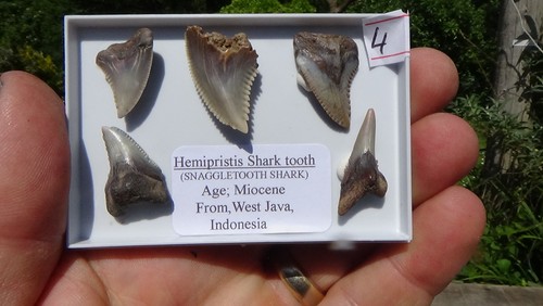 Sellection of hemi shark - #4,,