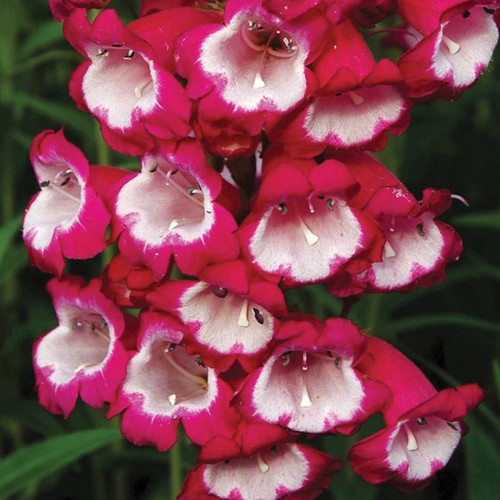 Penstemon plug plants - ,