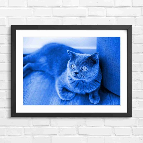 Grey british shorthair cat - grey,