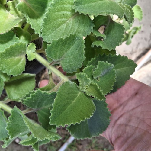 Mexican mint plant cutting - plant,
