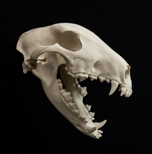Bull terrier skull - terrier,
