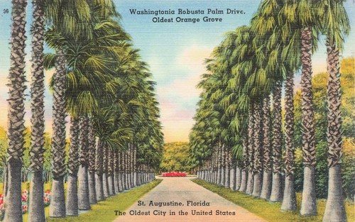 Washingtonia robusta palm - washingtonia,