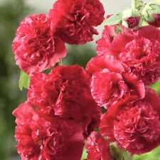 35 x Hollyhock Alcea Rosea
