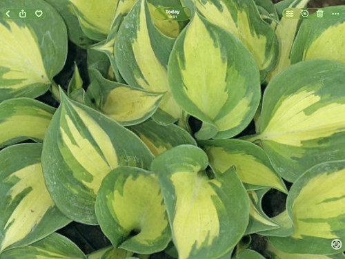 Hosta beach boy - (, pot