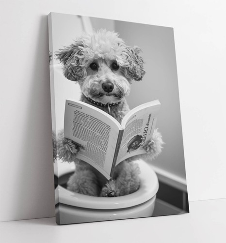 Toy poodle dog reading - reading, on