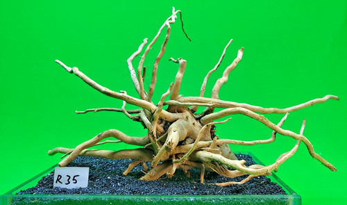 Red moor wood aquarium - moor, (r