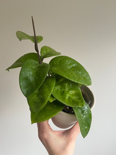 Hoya carnosa krinkle - carnosa,