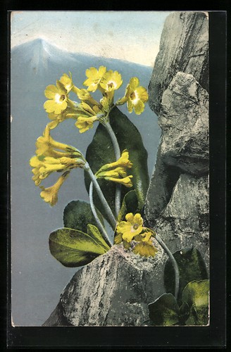 Artist postcard photochromy - postcard,