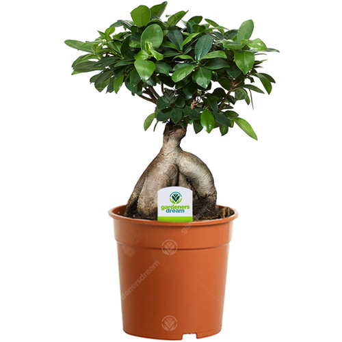 Ficus ginseng plant - ginseng, 1