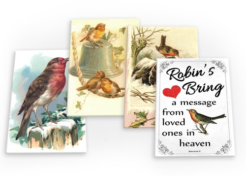 Robins robin red breast bird - robin,