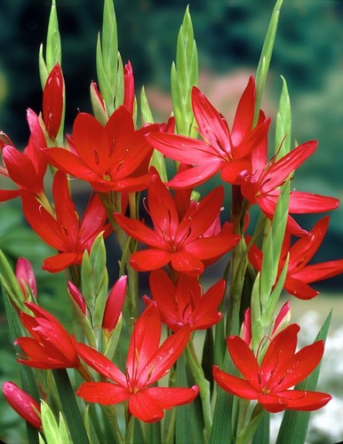 Schizostylis hesperantha - schizostylis,