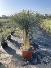 yucca rostrata 150-175 Height 45 L Pot very hardy for UK weather 100 available