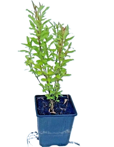 Pomegranate plant punica - pomegranate,