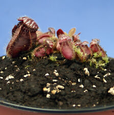 CEPHALOTUS FOLLICULARIS Albany carnivorous Pitcher Plant; v. large dark red type