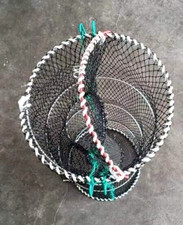 Scottish HINGED-TOP Lobster