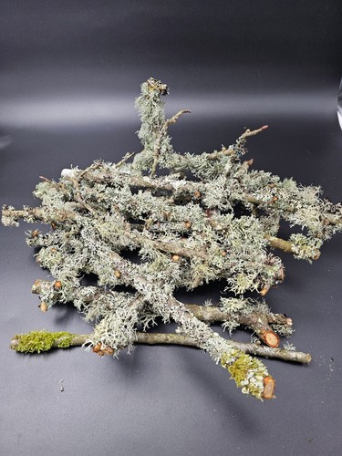 Live fresh lichen branches - fresh,