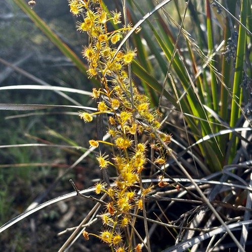Carnivorous drosera macrantha - carnivorous,