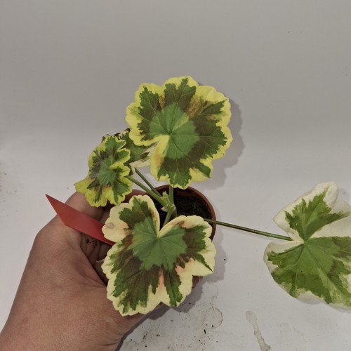 Variegated pelargonium mrs - pelargonium,