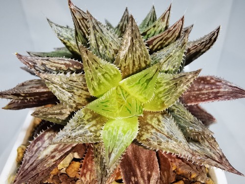 Haworthia okubo hyōryō - haworthia,