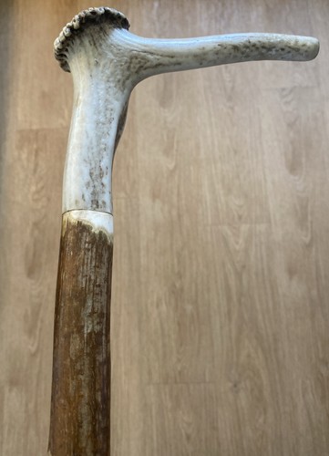 Stag horn hazel walking stick - stag,