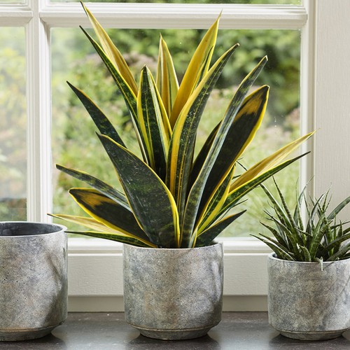 40cm potted sansevieria - potted,