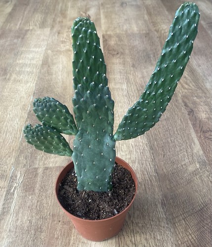 Road kill cactus - road, opuntia