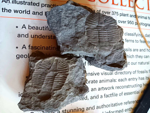 Trilobite fossils rock - in,