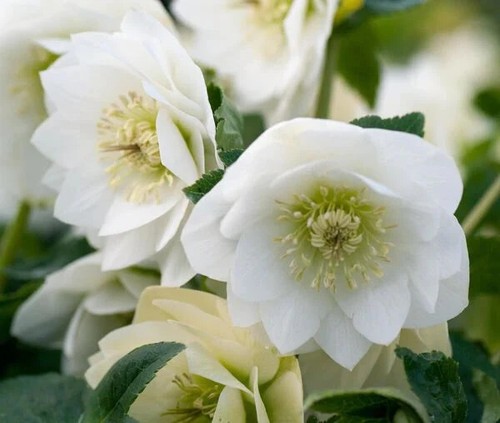 Hellebore double white plants - hellebore,