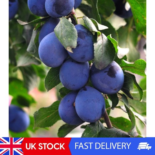 Potted mini fruit - mini, plum