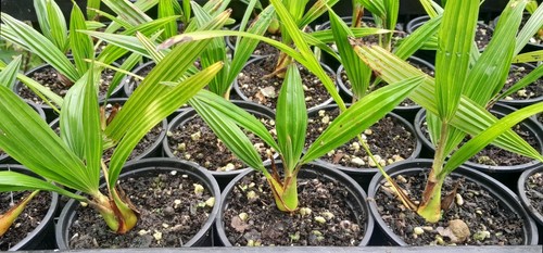Trachycarpus fortunei hardy