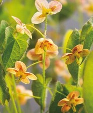 Epimedium × warleyense