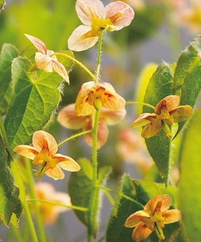 Epimedium warleyense - epimedium,