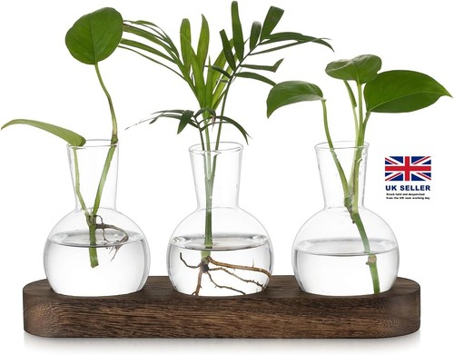 Hewory terrarium plant - terrarium,
