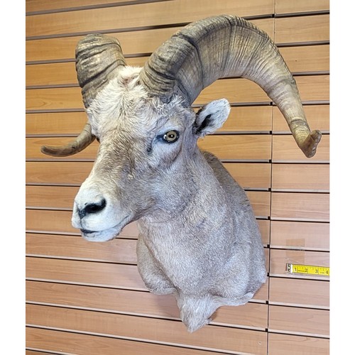Fhram301 bighorn sheep head - sheep,