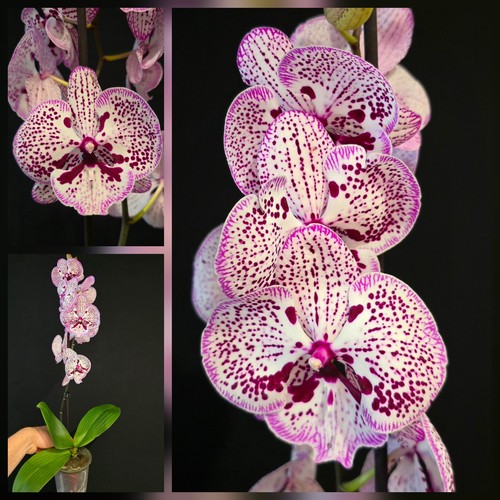 Phalaenopsis big lip dotted - big,