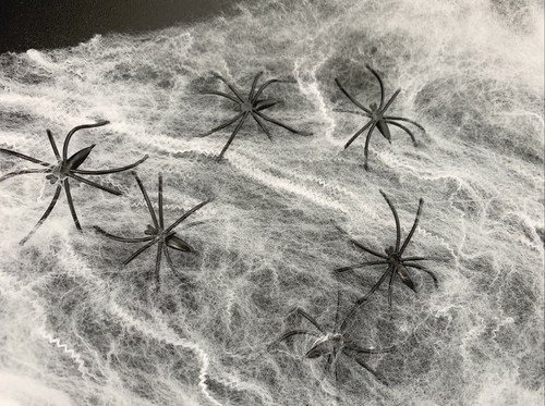 Spider web 10 - spider,