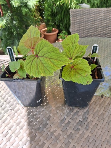 Begonia grandis alba - grandis,