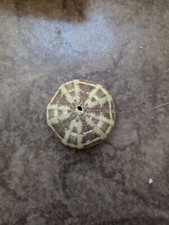 Pretty Tropical Sea Urchin 