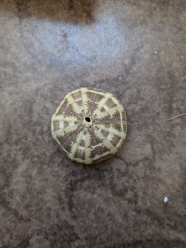 Pretty tropical sea - urchin,