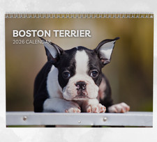 Boston Terrier Calendar 2026