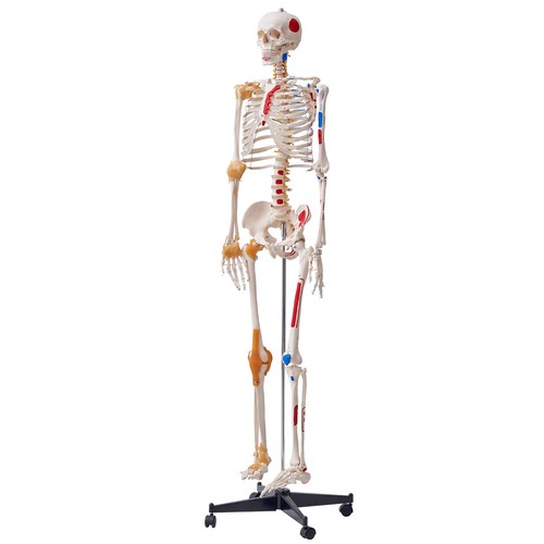 Uimoso human skeleton model - uimoso,